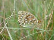 Dark Green Fritillary 2001 - Nick Sampford