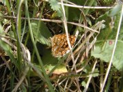 Duke of Burgundy 2003 - Michael Girling