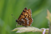 Duke of Burgundy 2004 - Sandra Standbridge