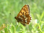 Duke of Burgundy 2004 - Trevor Chapman