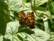 Duke of Burgundy mating pair 2005 - Steve Lane