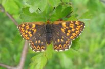 Duke of Burgundy 2006 - Andrew Palmer