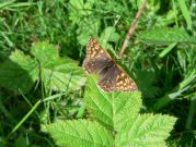 Duke of Burgundy 2006 - Steve Lane