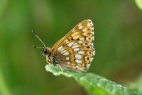 Duke of Burgundy 2006 - Sandra Standbridge