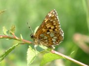 Duke of Burgundy 2006 - Trevor Chapman