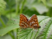 Duke of Burgundy 2007 - Bob Cripps