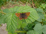 Duke of Burgundy 2007 - Steve Lane