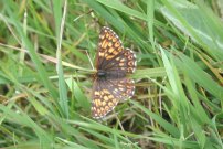 Duke of Burgundy 2002 - Nick Sampford