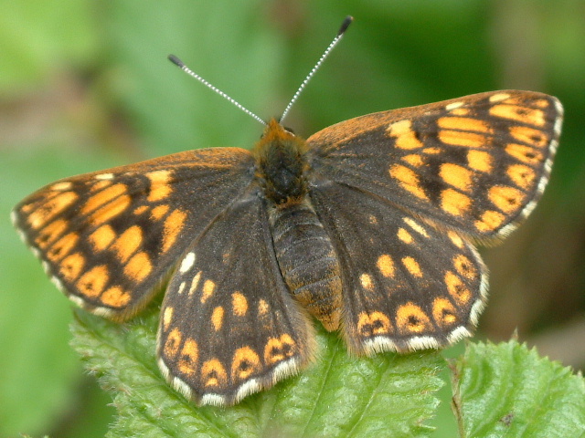 Duke of Burgundy (f) 2004 - Andrew Palmer