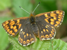 Duke of Burgundy 2004 - Trevor Chapman