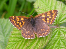 Duke of Burgundy 2007 - Bob Cripps