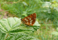 Duke of Burgundy 2007 - Steve Lane