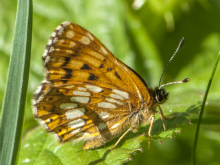 Duke of Burgundy 2017 - Bob Clift