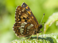 Duke of Burgundy 2015 - Bob Clift