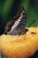 Two-tailed Pasha 2005 - Clive Burrows