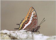 Two-tailed Pasha 2003 - Clive Burrows