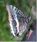 Two-tailed Pasha 2003 - Richard Bigg