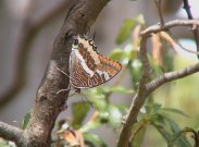 Two-tailed Pasha 2004 - Jeff Davies