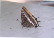 Two-tailed Pasha 2003 - Clive Burrows