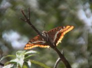 Two-tailed Pasha 2004 - Jeff Davies