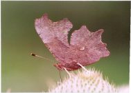 Comma 2003 - Clive Burrows