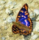 Freyer's Purple Emperor 2005 - Clive Burrows