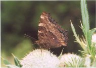 Large Tortoiseshell 2003 - Clive Burrows