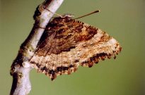 Large Tortoiseshell 2004 - Clive Burrows