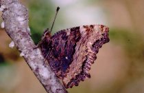 Large Tortoiseshell 2004 - Clive Burrows