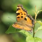 Large Tortoiseshell 2006 - Roger Gibbons