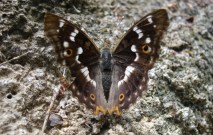 Lesser Purple Emperor 2008 - John Murray