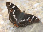 Lesser Purple Emperor 2006 - Roger Gibbons