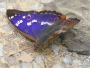 Lesser Purple Emperor 2006 - Roger Gibbons