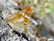 Lesser Purple Emperor 2005 - Roger Gibbons