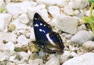 Purple Emperor 2006 - Clive Burrows