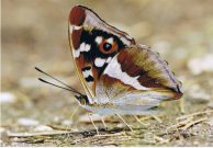 Purple Emperor 2006 - Clive Burrows