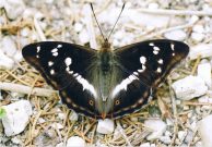 Purple Emperor 2006 - Clive Burrows