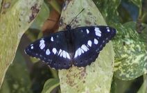 Southern White Admiral 2004 - Liz Goodyear