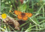 Bog Fritillary 2001 - Clive Burrow