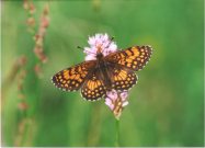 False Heath Fritillary 2002 - Clive Burrows