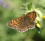 False Heath Fritillary 2006 - Roger Gibbons