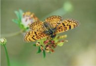 Freyers Fritillary 2005 - Clive Burrows