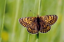 Glanville Fritillary 2004 - Clive Burrows