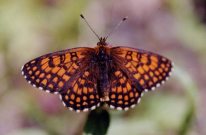 Heath Fritillary 2002 - Bob Hasra