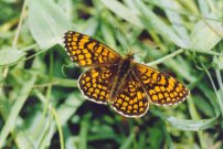 Heath Fritillary 2004 - Clive Burrows