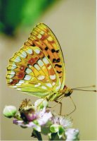 High Brown Fritillary 2004 - French Alps