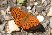 High Brown Fritillary 2006 - Roger Gibbons