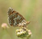 Knapweed Fritillary 2006 - Roger Gibbons