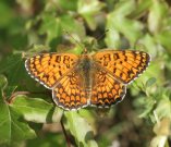 Knapweed Fritillary 2006 - Roger Gibbons