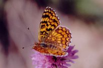 Knapweed Fritillary 2004 - Clive Burrows